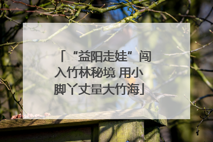 “益阳走娃”闯入竹林秘境 用小脚丫丈量大竹海