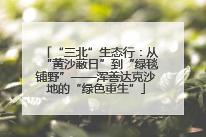 “三北”生态行：从“黄沙蔽日”到“绿毯铺野”——浑善达克沙地的“绿色重生”