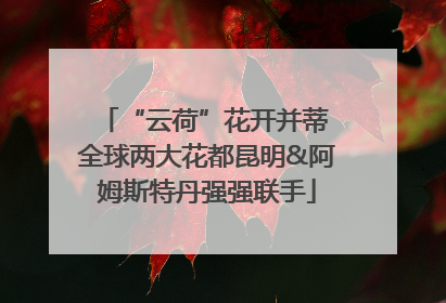“云荷”花开并蒂 全球两大花都昆明&阿姆斯特丹强强联手