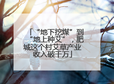 “地下挖煤”到“地上种艾”，肥城这个村艾草产业收入破千万