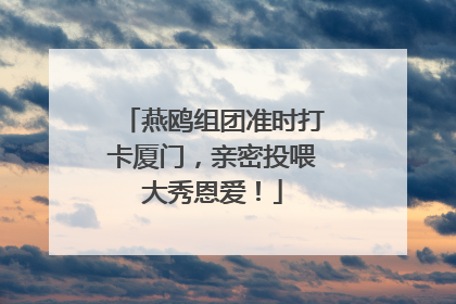 燕鸥组团准时打卡厦门，亲密投喂大秀恩爱！