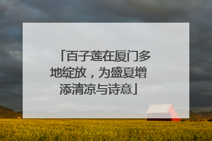 百子莲在厦门多地绽放，为盛夏增添清凉与诗意
