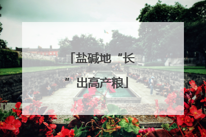 盐碱地“长”出高产粮