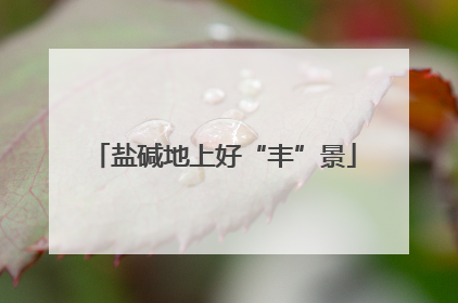盐碱地上好“丰”景