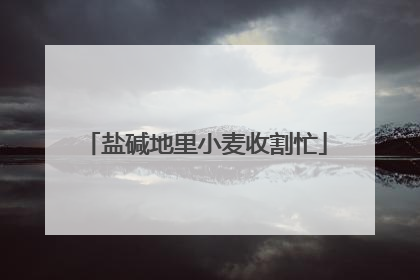 盐碱地里小麦收割忙