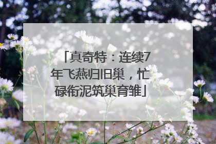 真奇特：连续7年飞燕归旧巢，忙碌衔泥筑巢育雏