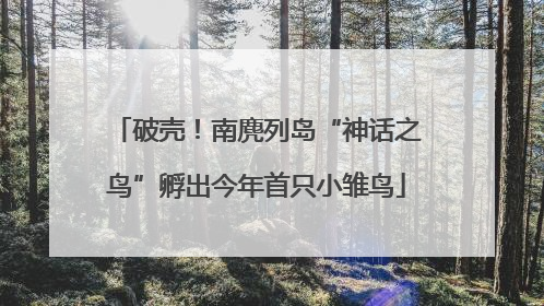 破壳！南麂列岛“神话之鸟”孵出今年首只小雏鸟