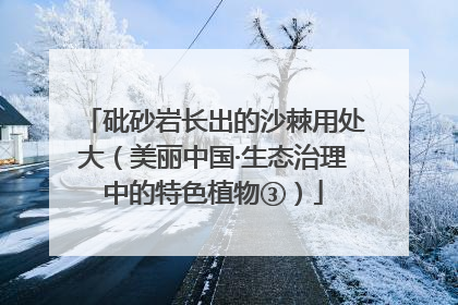 砒砂岩长出的沙棘用处大（美丽中国·生态治理中的特色植物③）