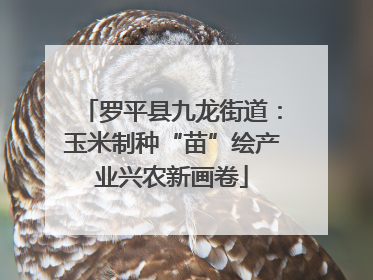 罗平县九龙街道：玉米制种“苗”绘产业兴农新画卷