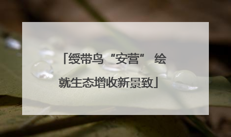 绶带鸟“安营” 绘就生态增收新景致