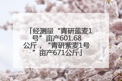 经测量“青研蓝麦1号”亩产601.68公斤，“青研紫麦1号”亩产671公斤