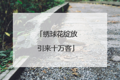 绣球花绽放 引来十万客