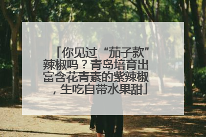 你见过“茄子款”辣椒吗？青岛培育出富含花青素的紫辣椒，生吃自带水果甜
