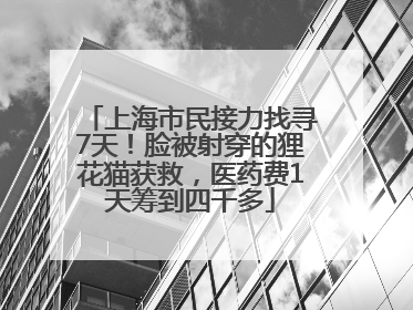 上海市民接力找寻7天！脸被射穿的狸花猫获救，医药费1天筹到四千多