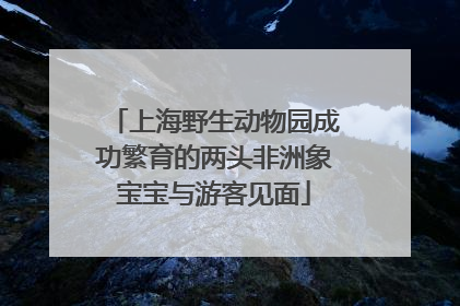 上海野生动物园成功繁育的两头非洲象宝宝与游客见面