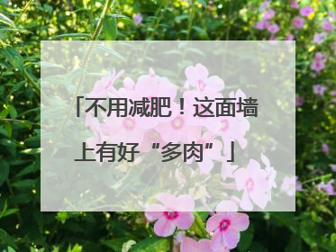 不用减肥！这面墙上有好“多肉”