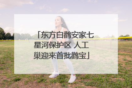 东方白鹳安家七星河保护区 人工巢迎来首批鹳宝