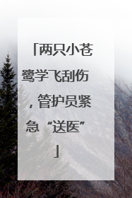 两只小苍鹭学飞刮伤，管护员紧急“送医”