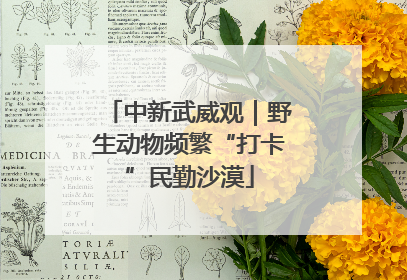 中新武威观｜野生动物频繁“打卡”民勤沙漠