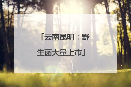 云南昆明：野生菌大量上市