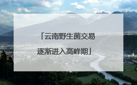 云南野生菌交易逐渐进入高峰期