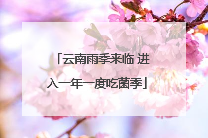云南雨季来临 进入一年一度吃菌季