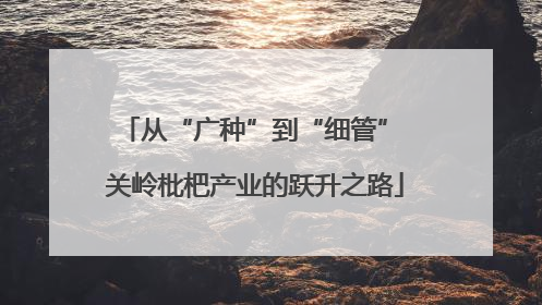 从“广种”到“细管” 关岭枇杷产业的跃升之路