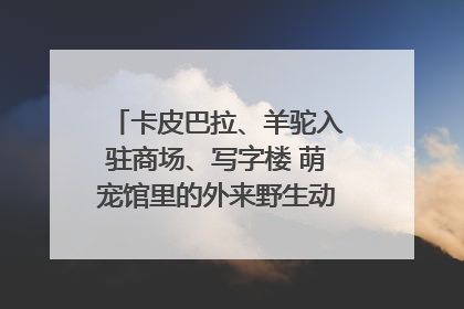 卡皮巴拉、羊驼入驻商场、写字楼 萌宠馆里的外来野生动物暗藏哪些隐患？