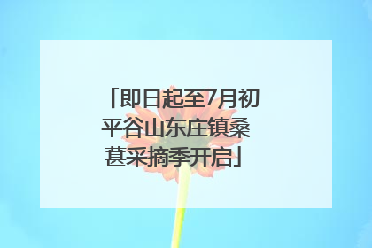 即日起至7月初 平谷山东庄镇桑葚采摘季开启