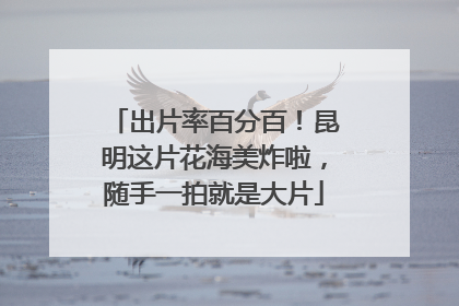 出片率百分百！昆明这片花海美炸啦，随手一拍就是大片