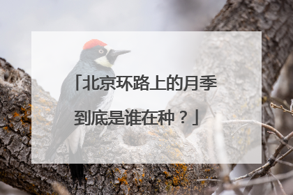 北京环路上的月季到底是谁在种？