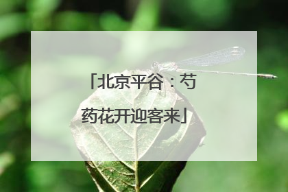 北京平谷：芍药花开迎客来