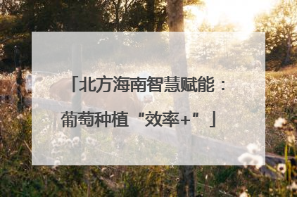 北方海南智慧赋能：葡萄种植“效率+”