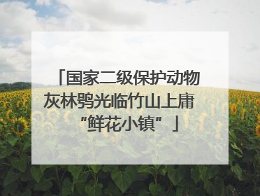 国家二级保护动物灰林鸮光临竹山上庸“鲜花小镇”