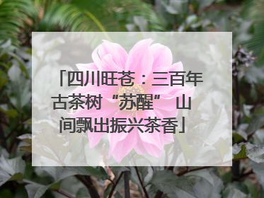 四川旺苍：三百年古茶树“苏醒” 山间飘出振兴茶香