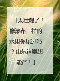 太壮观了！像瀑布一样的水果你见过吗？山东这里超能产！