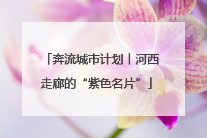 奔流城市计划丨河西走廊的“紫色名片”