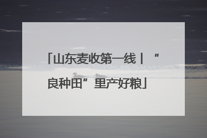 山东麦收第一线丨“良种田”里产好粮