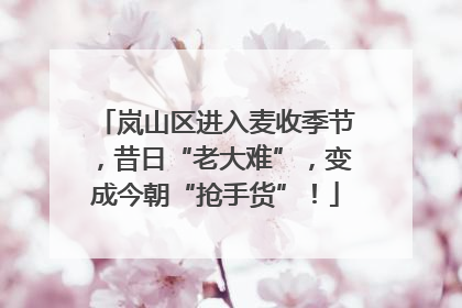 岚山区进入麦收季节，昔日“老大难”，变成今朝“抢手货”！