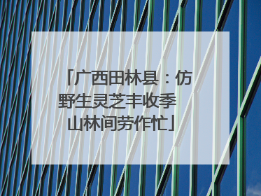 广西田林县：仿野生灵芝丰收季 山林间劳作忙