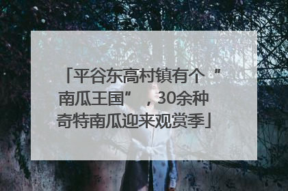 平谷东高村镇有个“南瓜王国”，30余种奇特南瓜迎来观赏季