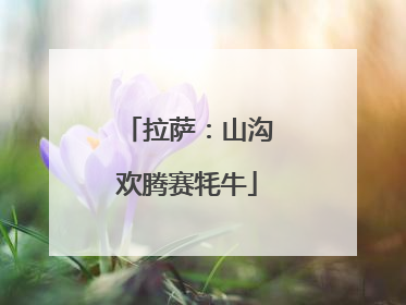 拉萨：山沟欢腾赛牦牛