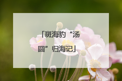 斑海豹“汤圆”归海记