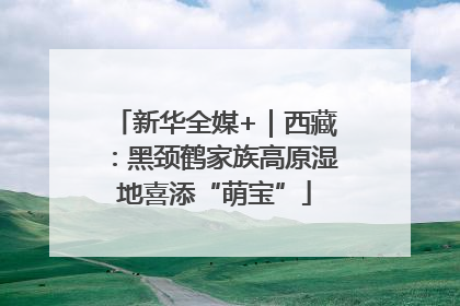 新华全媒+｜西藏：黑颈鹤家族高原湿地喜添“萌宝”