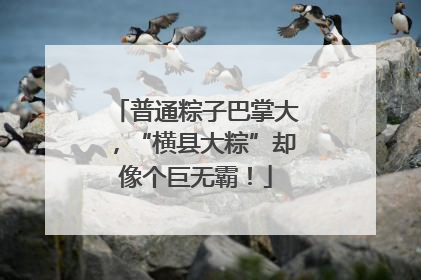 普通粽子巴掌大，“横县大粽”却像个巨无霸！