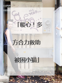 暖心！多方合力救助被困小猫