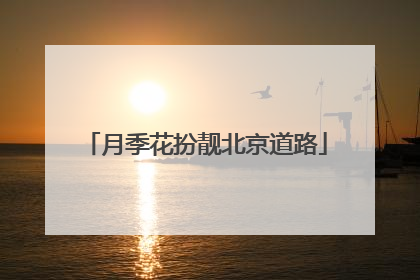 月季花扮靓北京道路