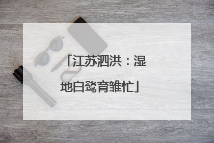 江苏泗洪：湿地白鹭育雏忙