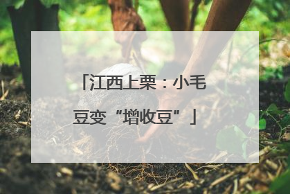 江西上栗：小毛豆变“增收豆”