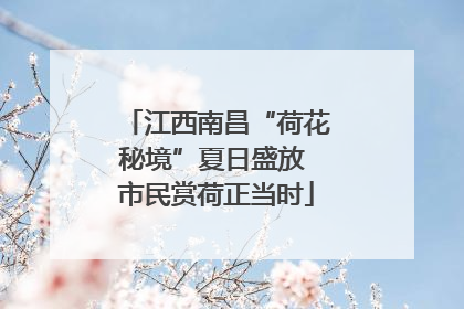 江西南昌“荷花秘境”夏日盛放 市民赏荷正当时